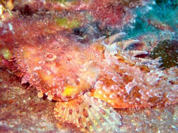Scorpion fish lying on a wreck in Malta. Taken using Fuji... by Etienne Farrugia 